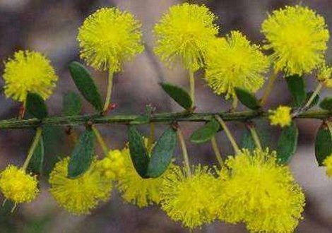 wattle