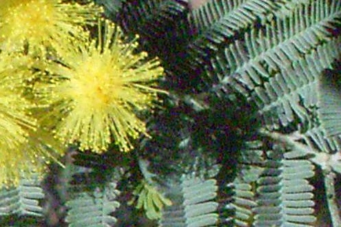 wattle