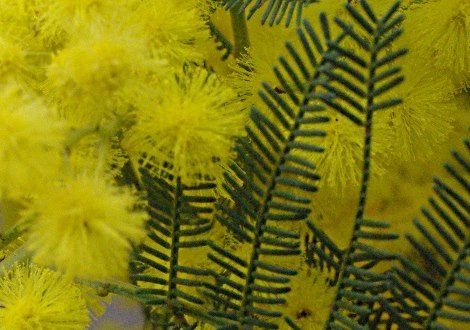 wattle