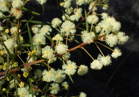 wattle