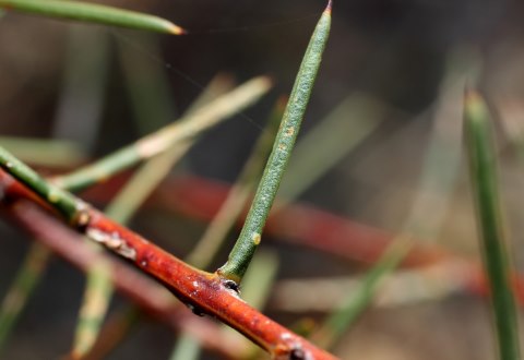 wattle