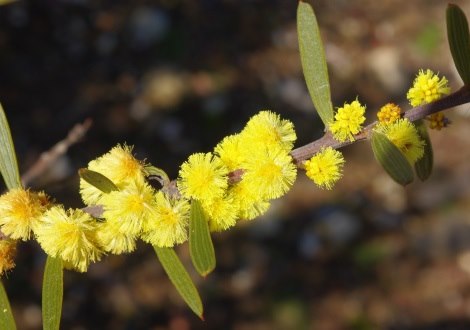 wattle