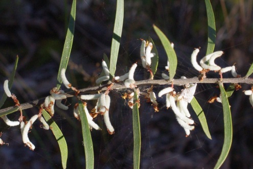 wattle