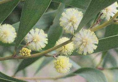 wattle