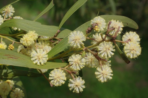 wattle