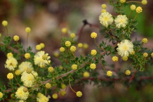 wattle