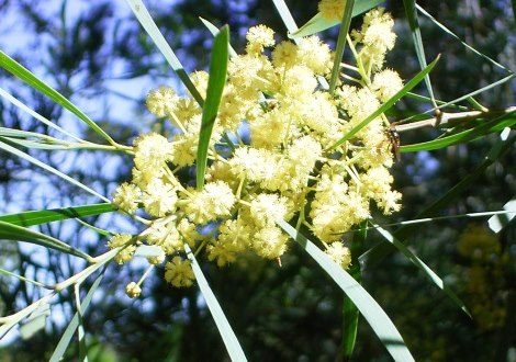 wattle