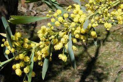 wattle