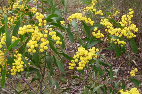 wattle