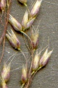hair grass