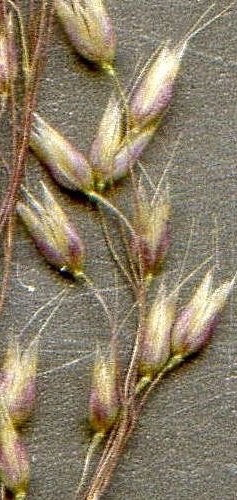 delicate hair-grass