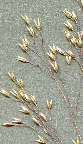 silvery hair-grass