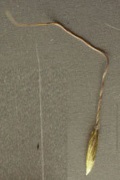 A bigenuculata