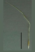 A densiflora