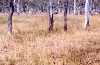 perennial veldt-grass
