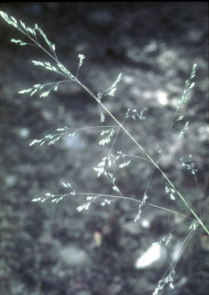 grey tussock Grass