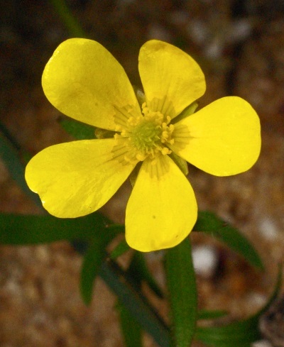 spiny fruit buttercup weed