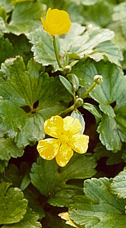 common buttercup plant scientific name